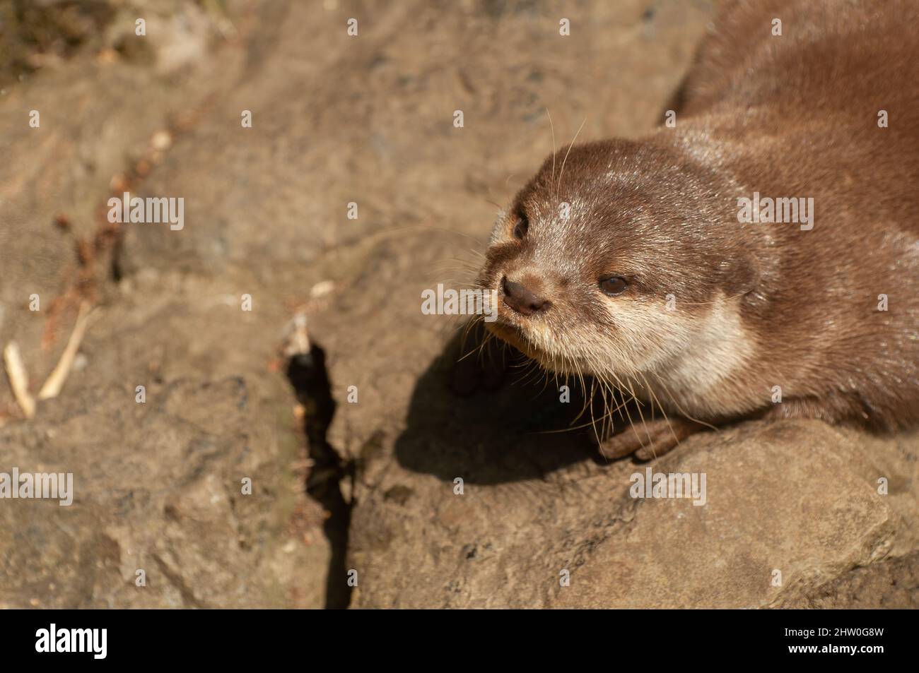 Cute Asian small-clawed Otter, Aonyx cinereus, head shot looking up to copy space on left Stock Photo