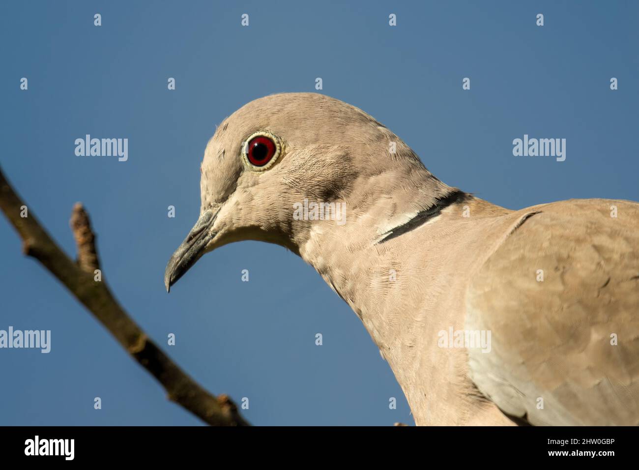 Red eyed pigeon hi-res stock photography and images - Alamy