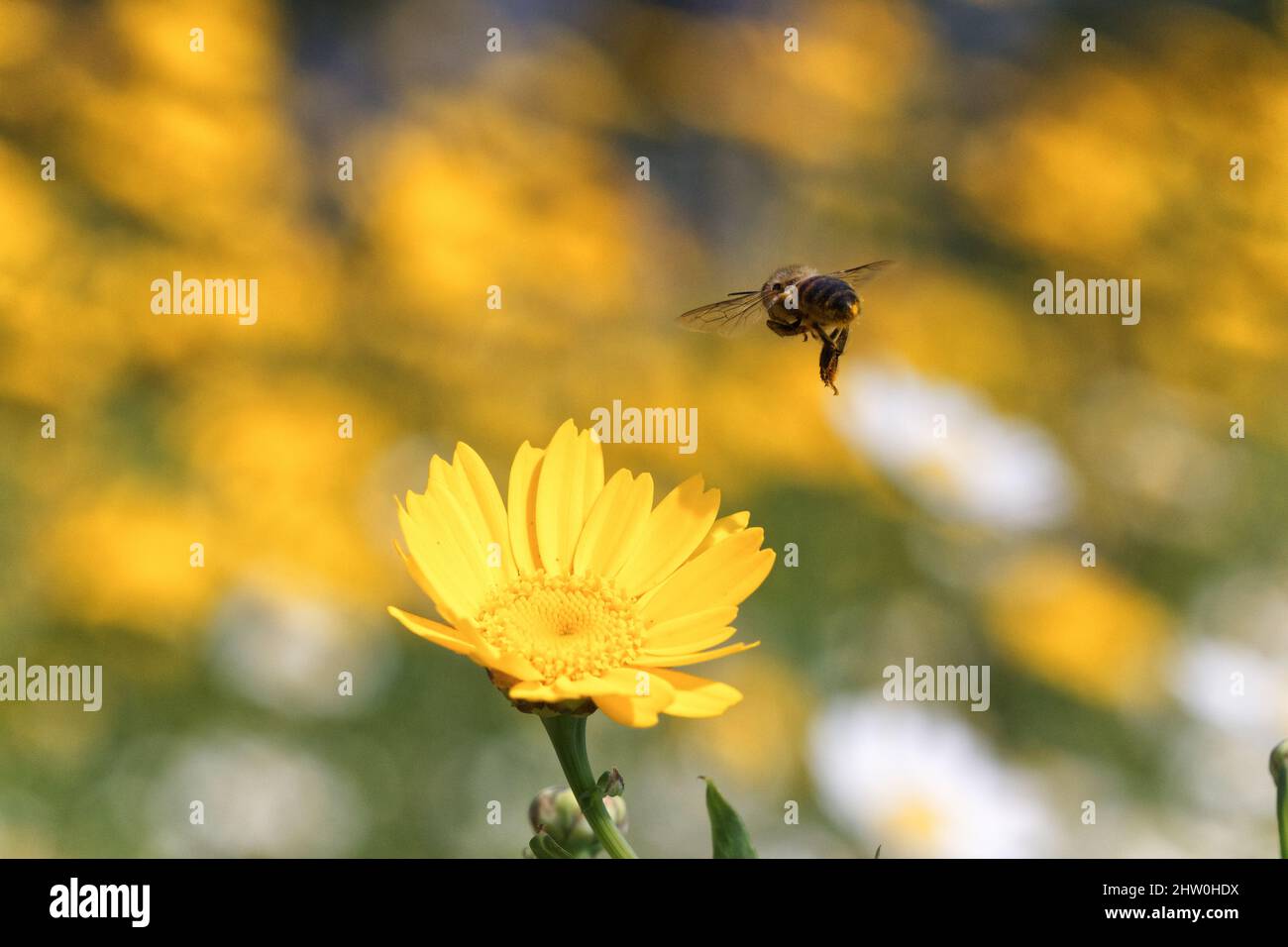 Bee action shot hi-res stock photography and images - Alamy