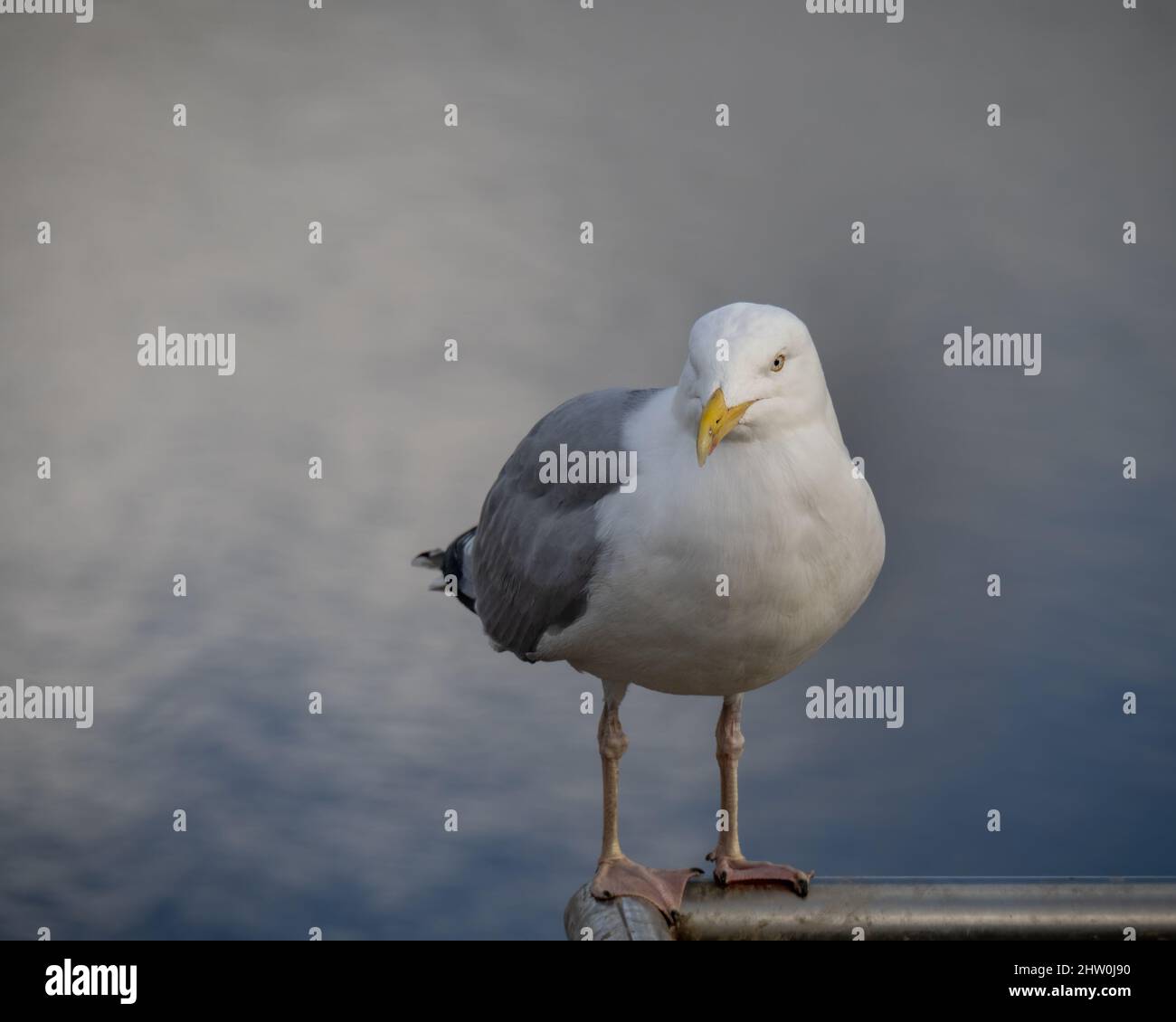 Herring gull aka Larus argentatus on blurry water background. Stock Photo