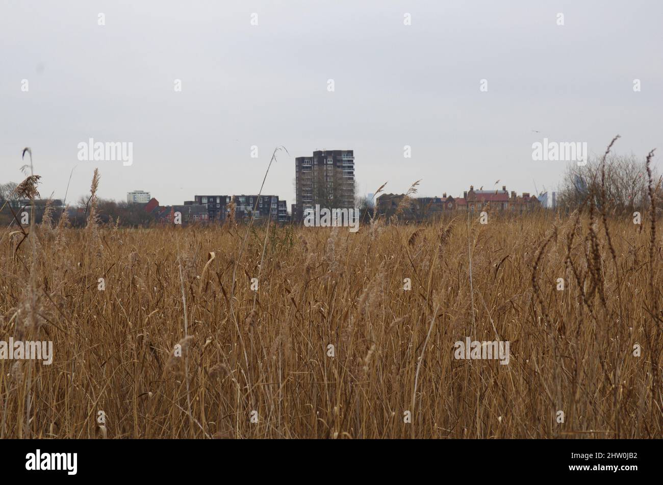 View from Barnes wetlands towards Central London Stock Photo