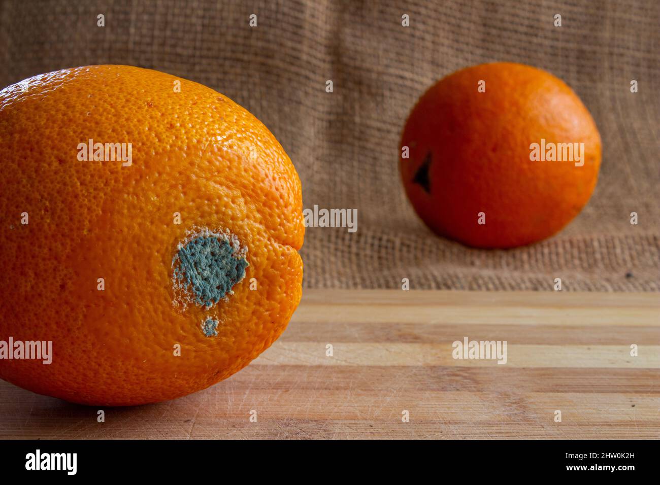 Moldy orange fruit close up. Rotten orange. Concept of wasting food