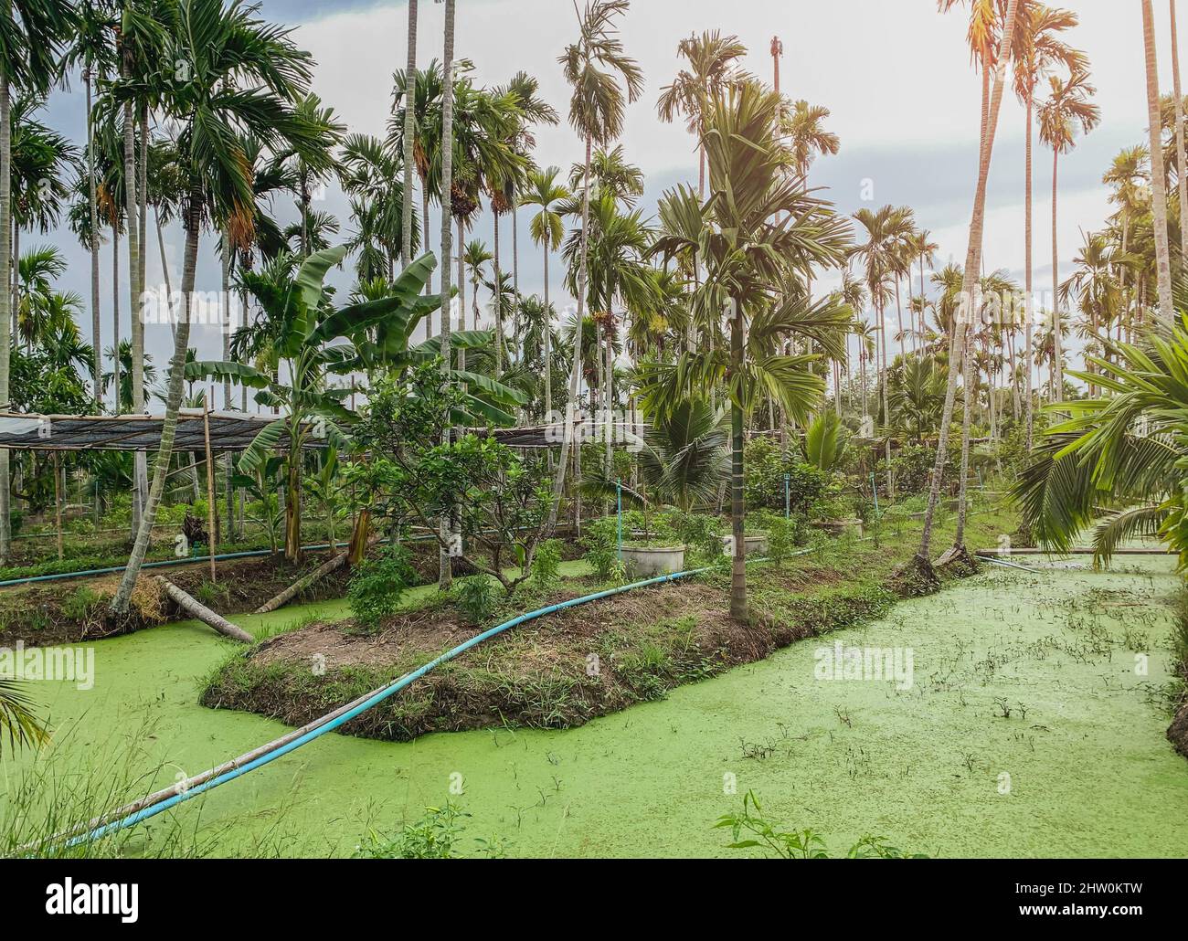 Betel palm tree along the field plantation with azolla in the water. Stock Photo