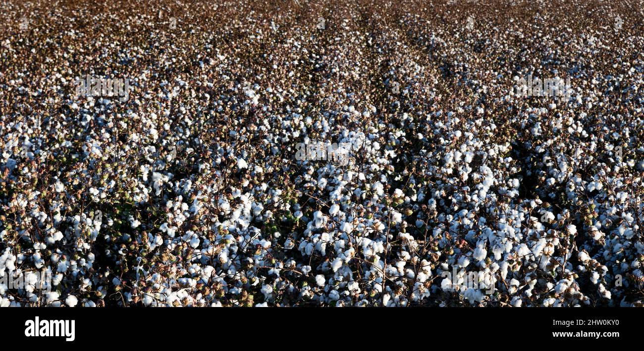 Cotton field, Arizona, USA. Stock Photo