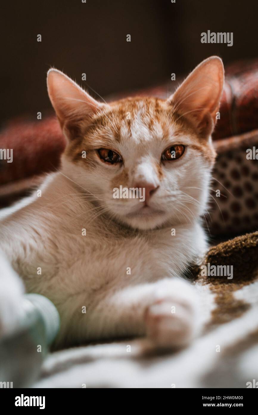 Vertical closeup of the cat portrait lying on the floor Stock Photo - Alamy
