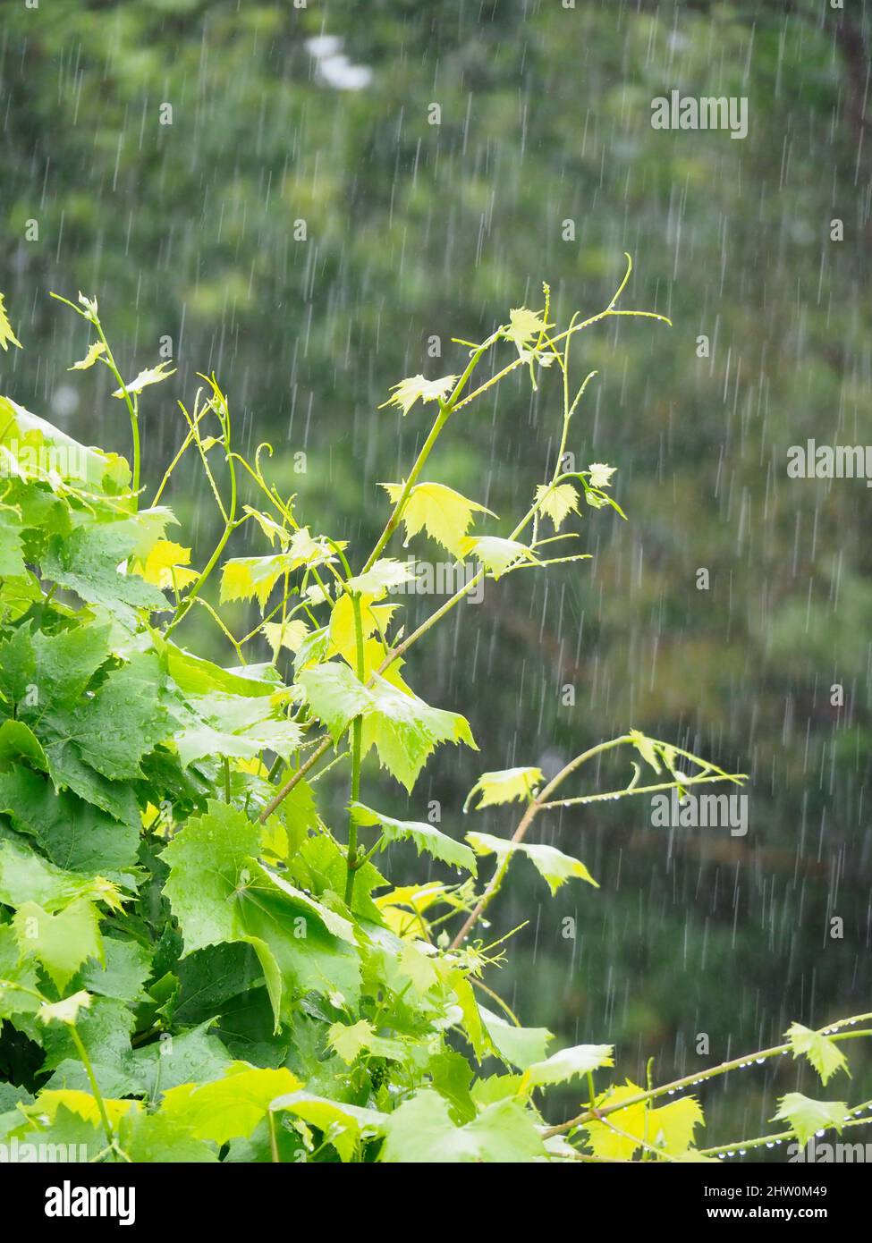 Vine leaves in a heavy shower of rain Stock Photo Alamy