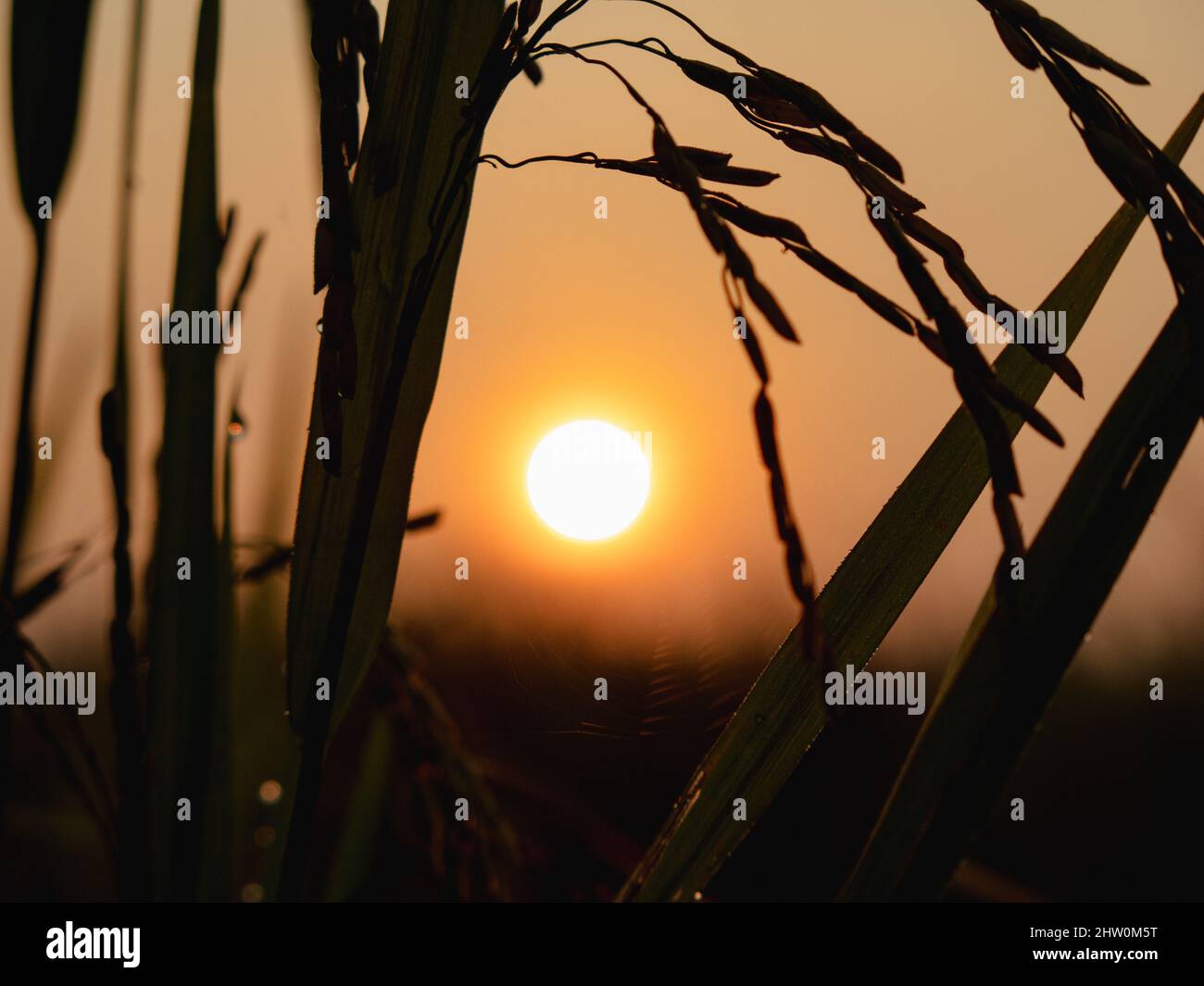 Paddy in Paddy field at Sunrise Stock Photo - Alamy