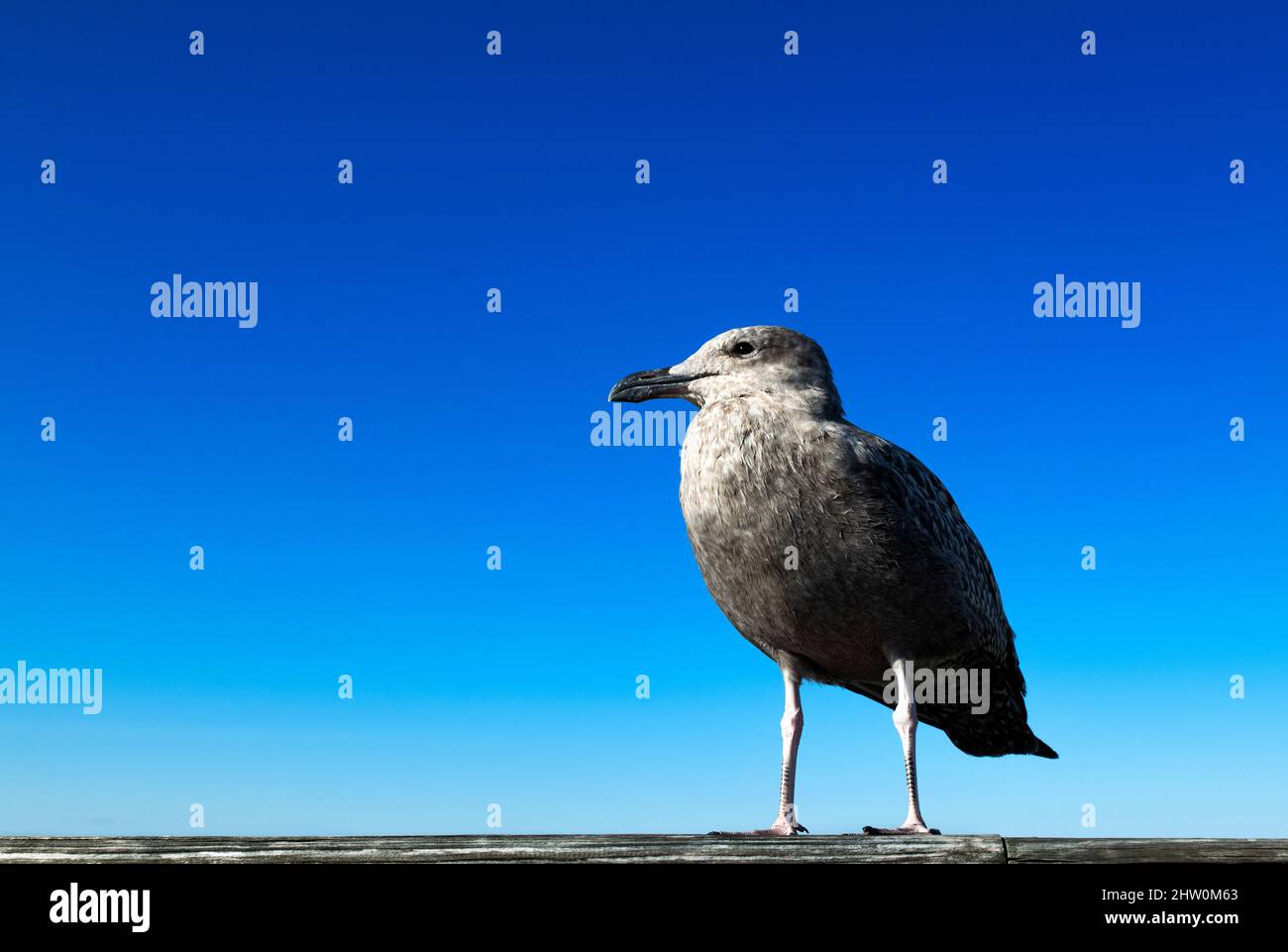 Portrait od a seagull. Stock Photo