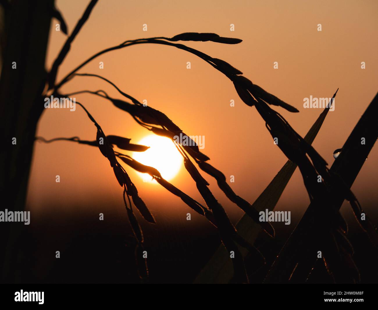Paddy in Paddy field at Sunrise Stock Photo - Alamy