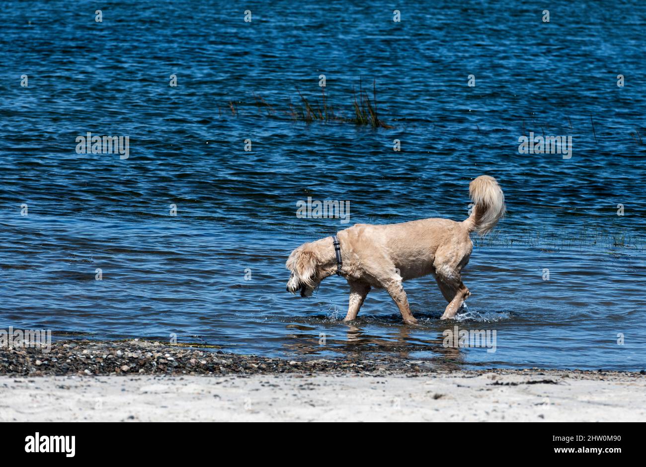 Dog enjoys a playful walk at the beach. Stock Photo