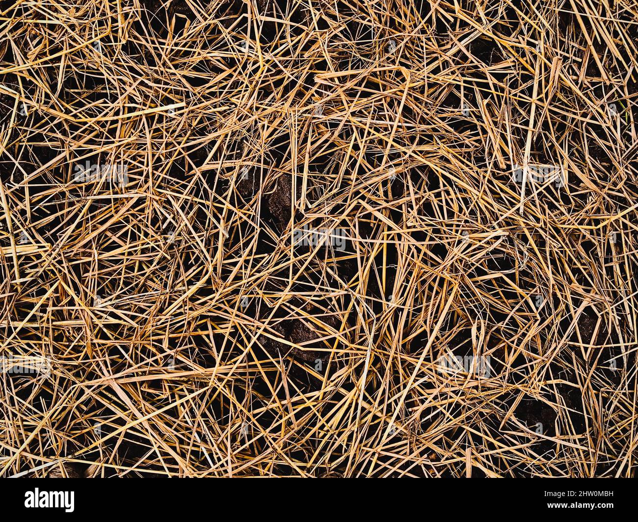 Dry straw on the fertilizer soil prepare for planting Stock Photo Alamy