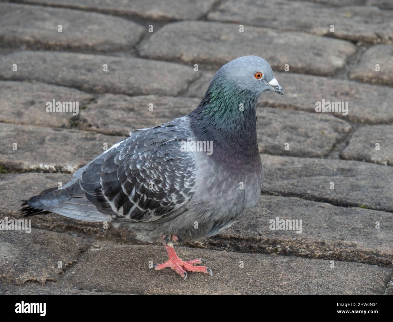 Pigeon closeup on cobblestones. UK. Columba livia domestica. Stock Photo