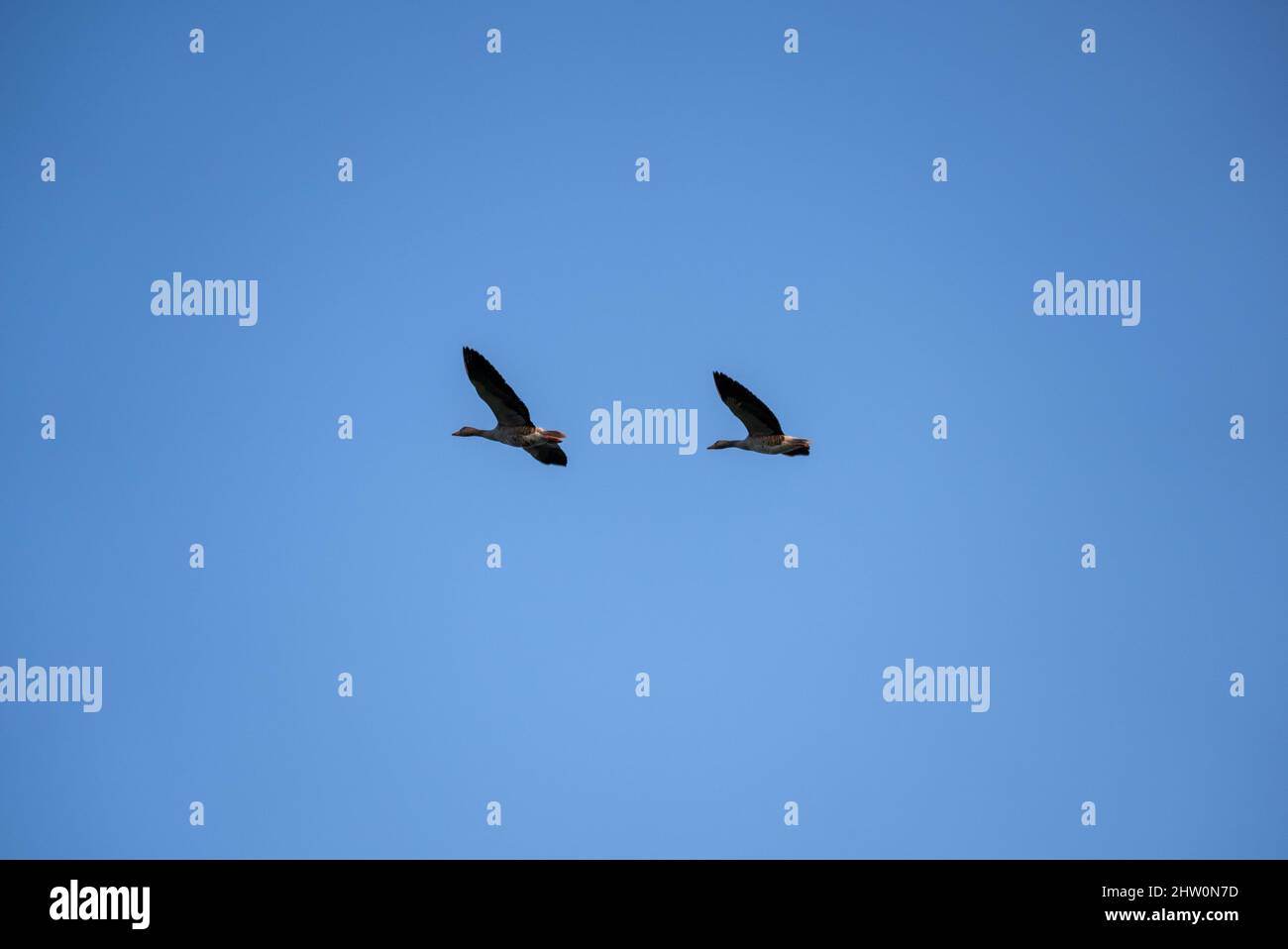 Two birds flying above clouds hi-res stock photography and images - Alamy