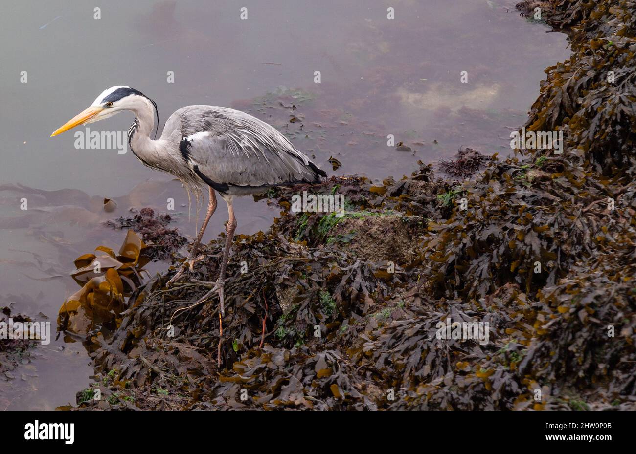 Grey Heron Ardea cinerea hunting on weed covered foreshore Stock Photo