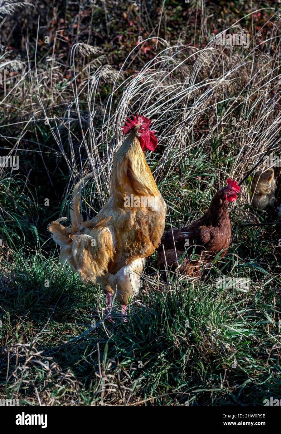 Healthy free-range chickens, Massachusetts, USA. Stock Photo