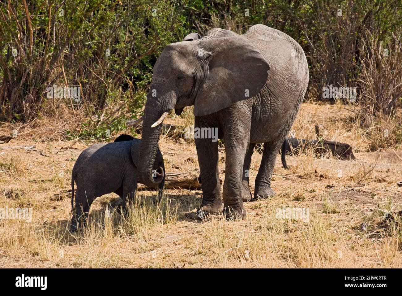 2 African elephants; mother; baby; Loxodanta africana; herbivores; largest land mammal; muscular trunk; tusks; large ears; wildlife; Tarangire Nationa Stock Photo