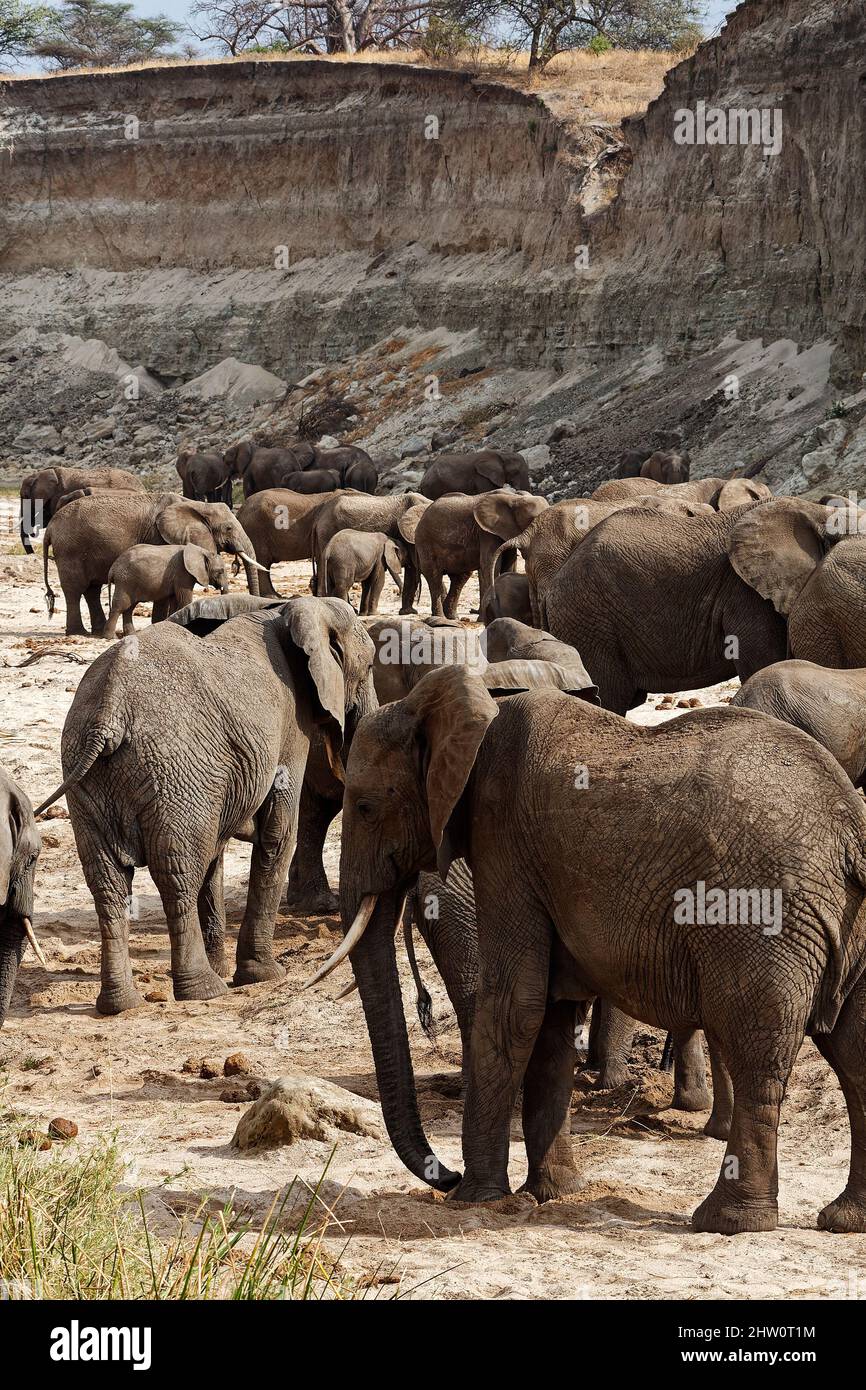 African elephants, herd, Loxodanta africana, herbivores, largest land mammal, muscular trunk, tusks, large ears, wildlife, animals, Tarangire National Stock Photo