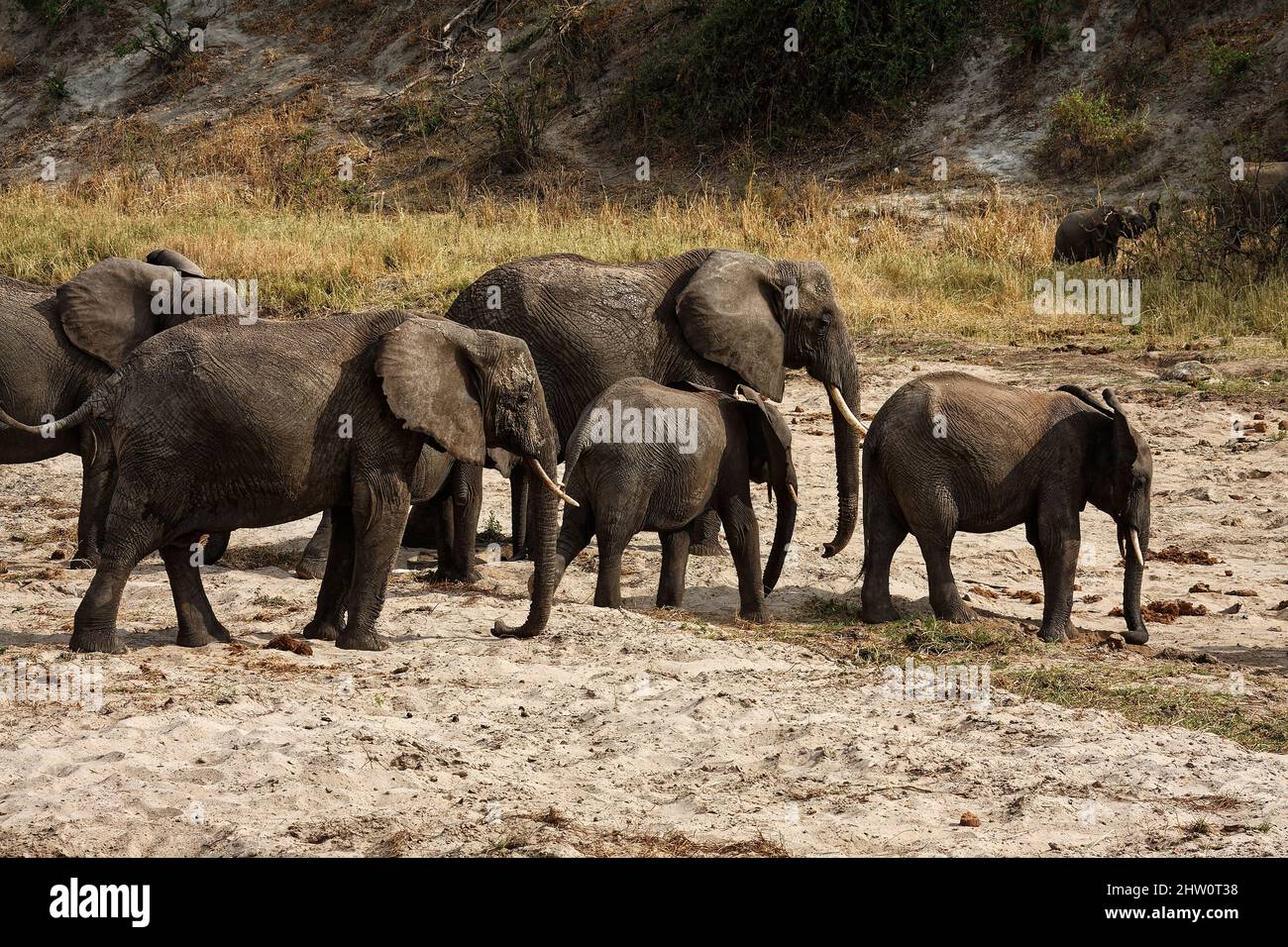 5 African elephants, adults, young, walking, Loxodanta africana, herbivores, largest land mammal, muscular trunk, tusks, large ears, wildlife, animals Stock Photo