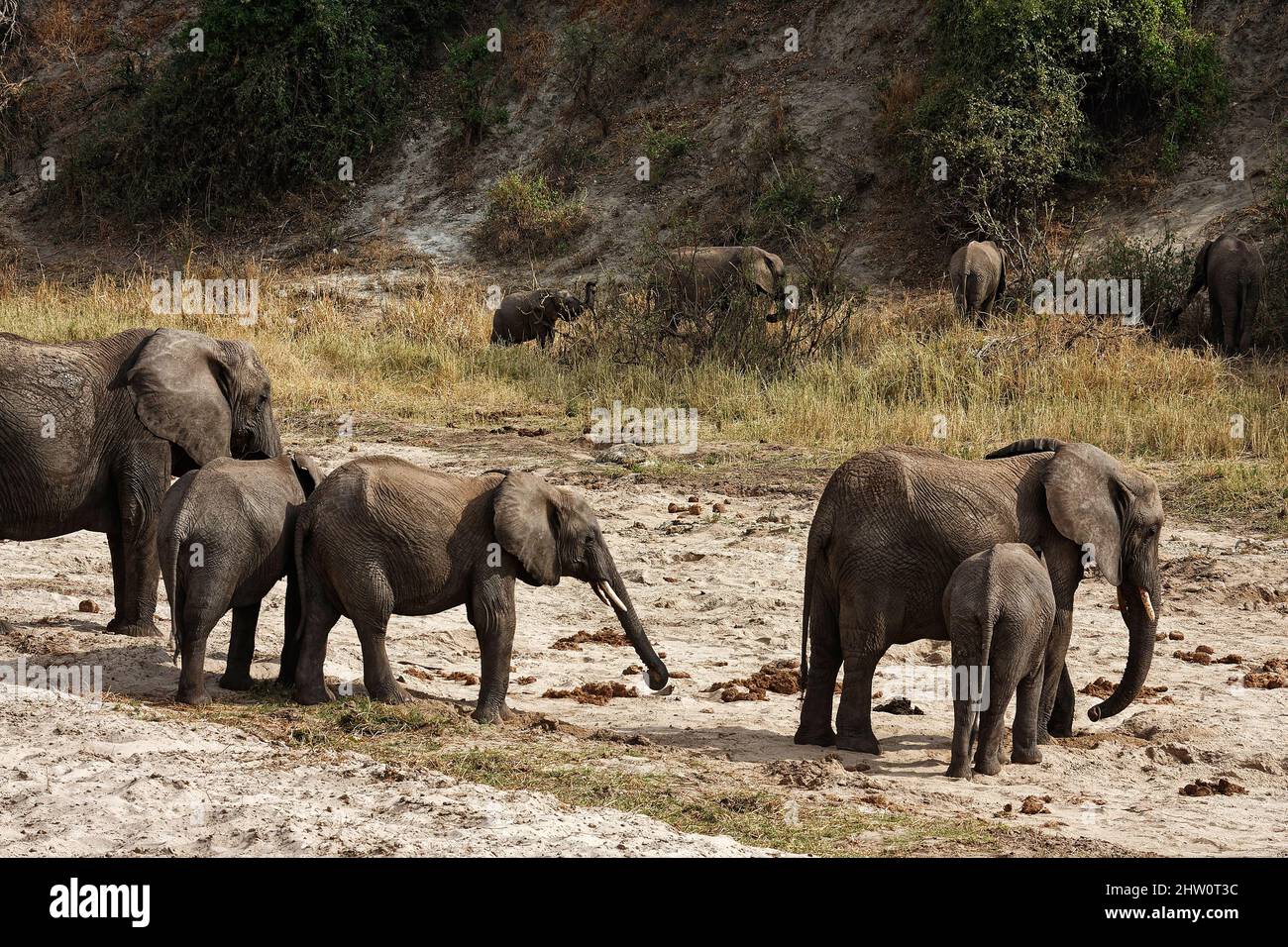 African elephants, varied sizes, grazing, Loxodanta africana, herbivores, largest land mammal, muscular trunk, tusks, large ears, wildlife, animals, T Stock Photo