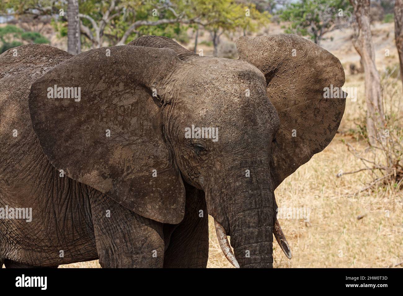 African elephant, close-up, Loxodanta africana, herbivores, largest land mammal, muscular trunk, tusks, large ears, texture, wildlife, animal, Tarangi Stock Photo