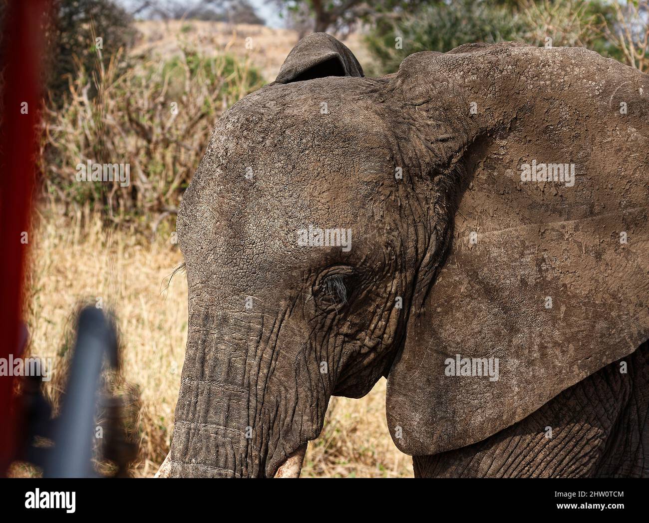 African elephant, very close-up, beside vehicle, Loxodanta africana, herbivores, largest land mammal, muscular trunk, tusks, large ears, wildlife, ani Stock Photo