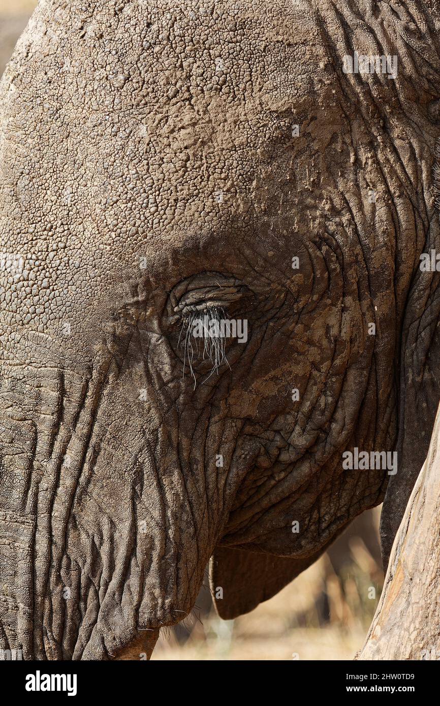 African elephant, extreme close-up, long eyelashes, Loxodanta africana, herbivore, largest land mammal, wildlife,animal,textured skin, Tarangire Natio Stock Photo
