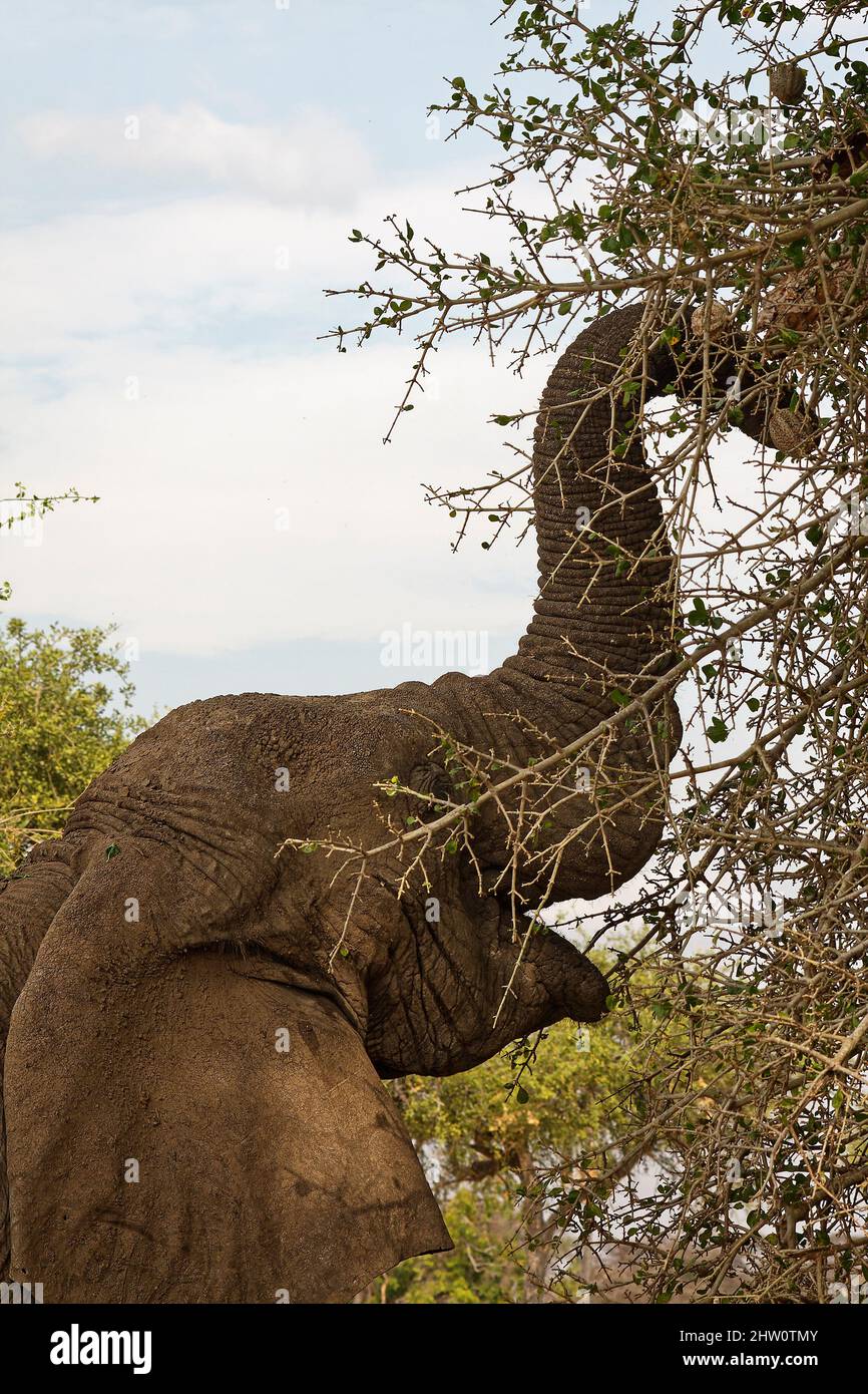 African elephant, trunk reaching high into tree, close-up, Loxodanta africana, herbivores, largest land mammal, muscular trunk, large ears, wildlife, Stock Photo