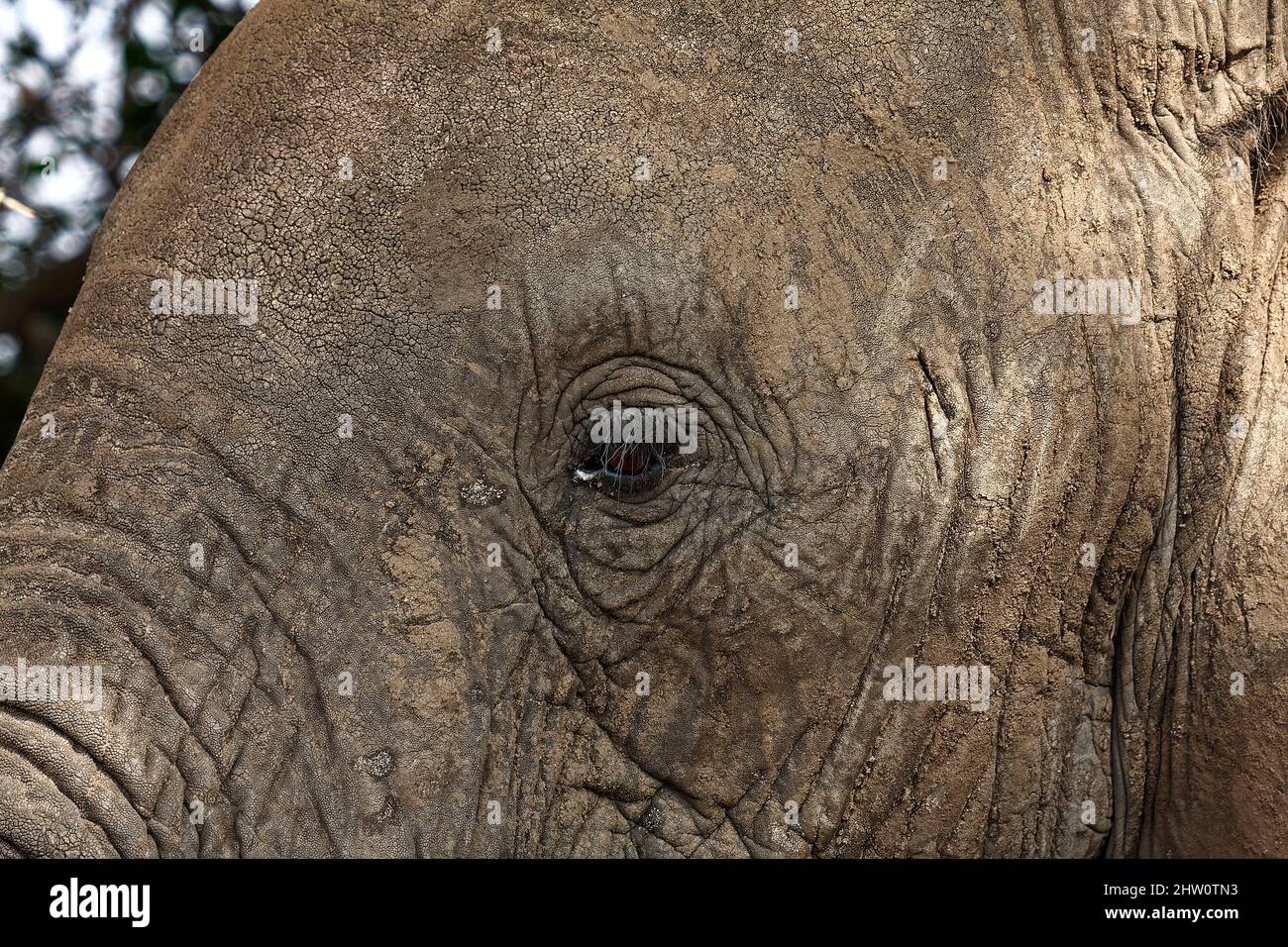 African elephant, extreme close-up, textured skin, long eyelashes, Loxodanta africana, herbivore, largest land mammal, muscular trunk, wildlife, anima Stock Photo