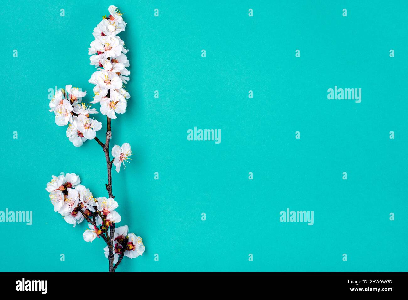 Sprigs of apricot tree with flowers isolated on blue background Place for text Concept of spring came, mother's day, Easter, 8 march Top view Flat lay Stock Photo