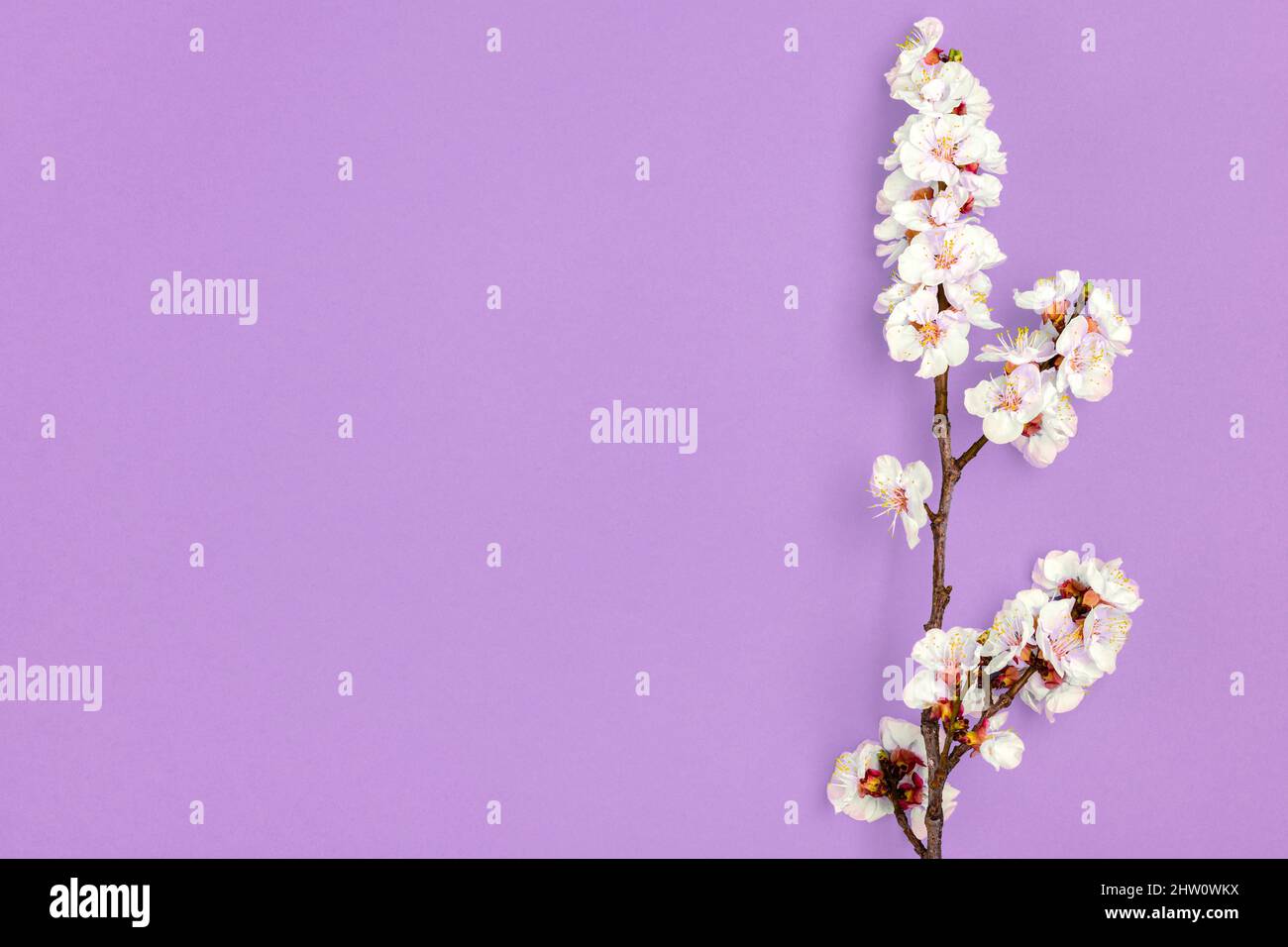 Sprigs of apricot tree with flowers isolated on purple background Place for text Concept of spring came, mother's day, Easter, 8 march Top view Flat l Stock Photo