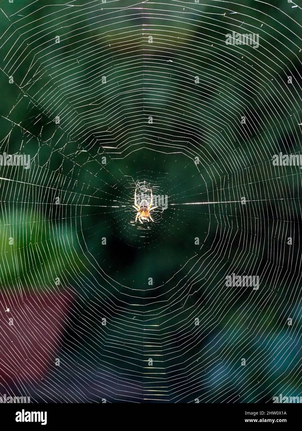 A close-up macro picture of a garden spider backlit on its web Stock ...