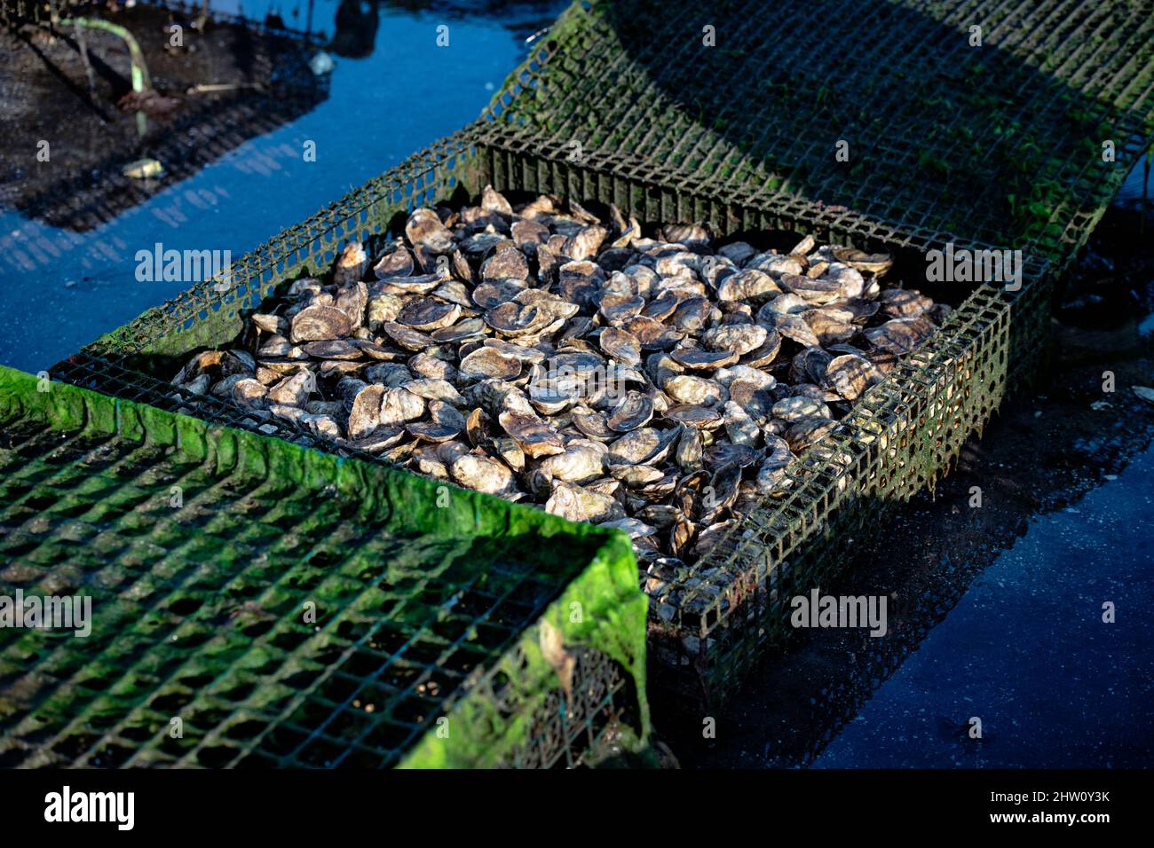 Mature oysters ready for harvest, Cape Cod, Massachusetts, USA. Stock Photo