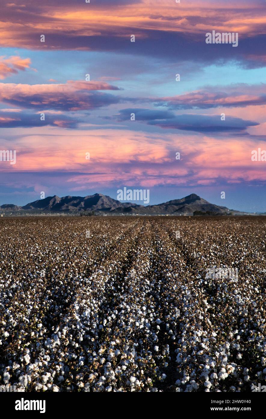 Cotton field, Arizona, USA Stock Photo Alamy
