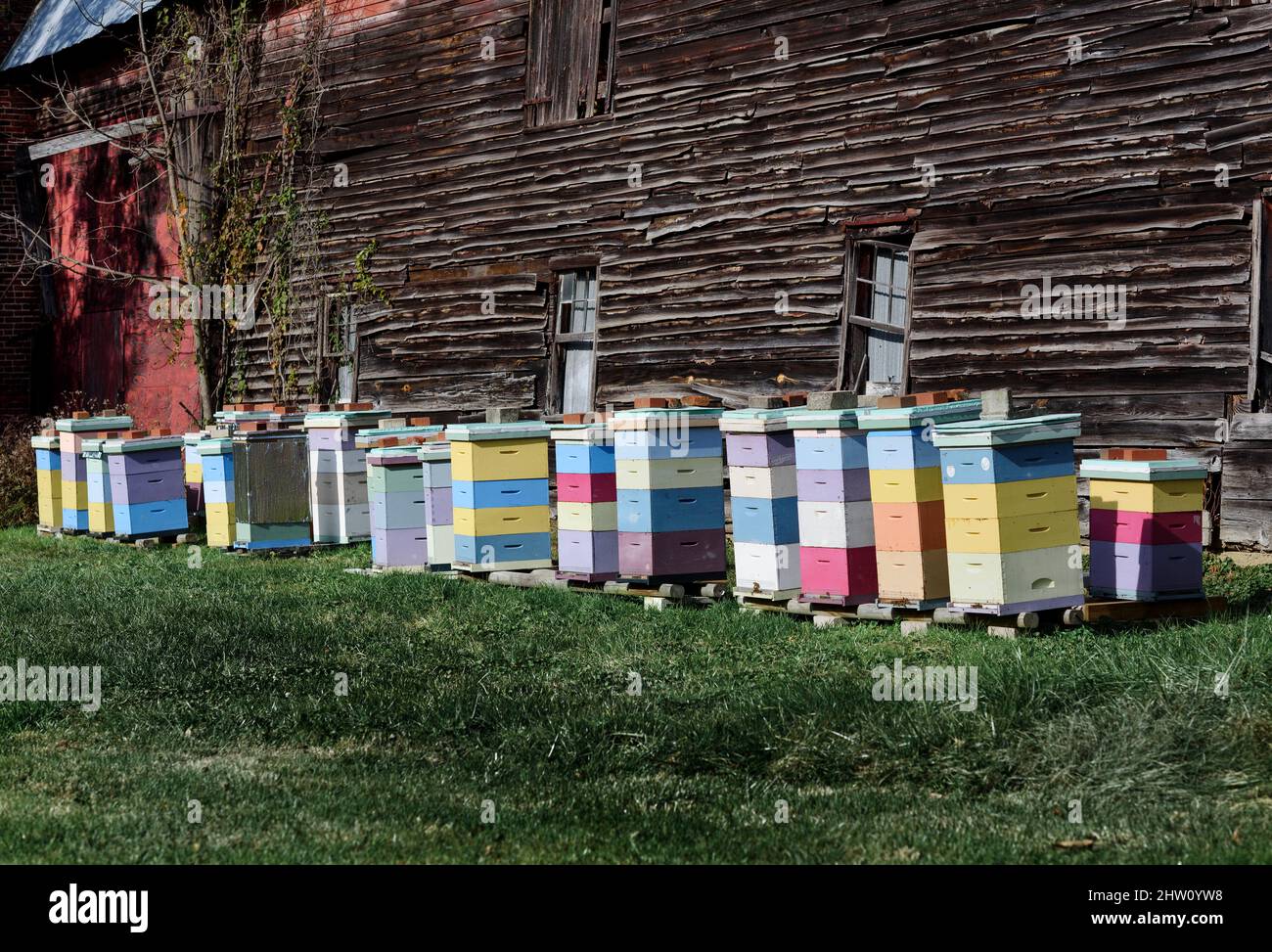 Apiary beehives, New Jersey, USA. Stock Photo