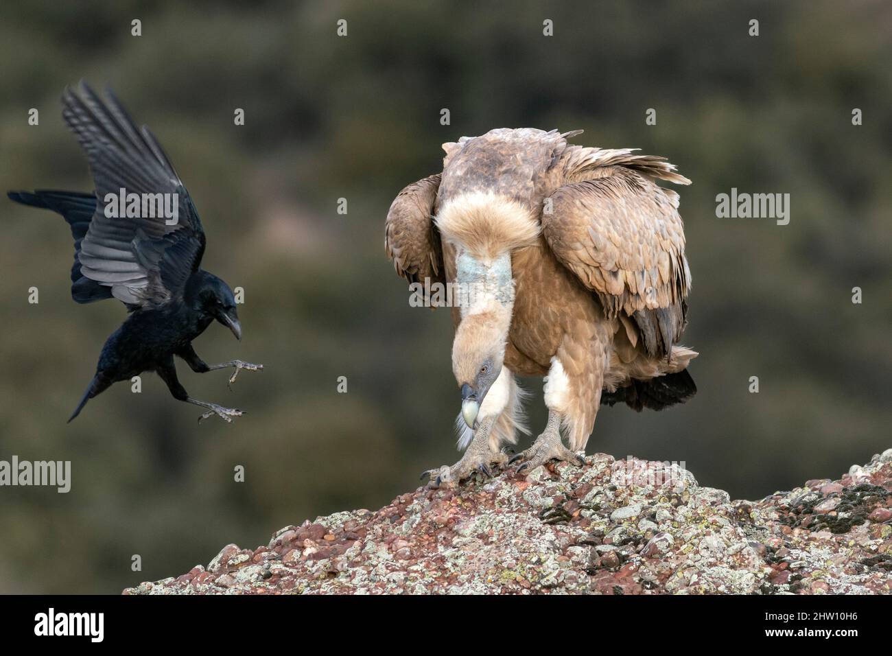 Griffon vulture, Gyps fulvus, and Carrion crow, Corvus corone Stock Photo