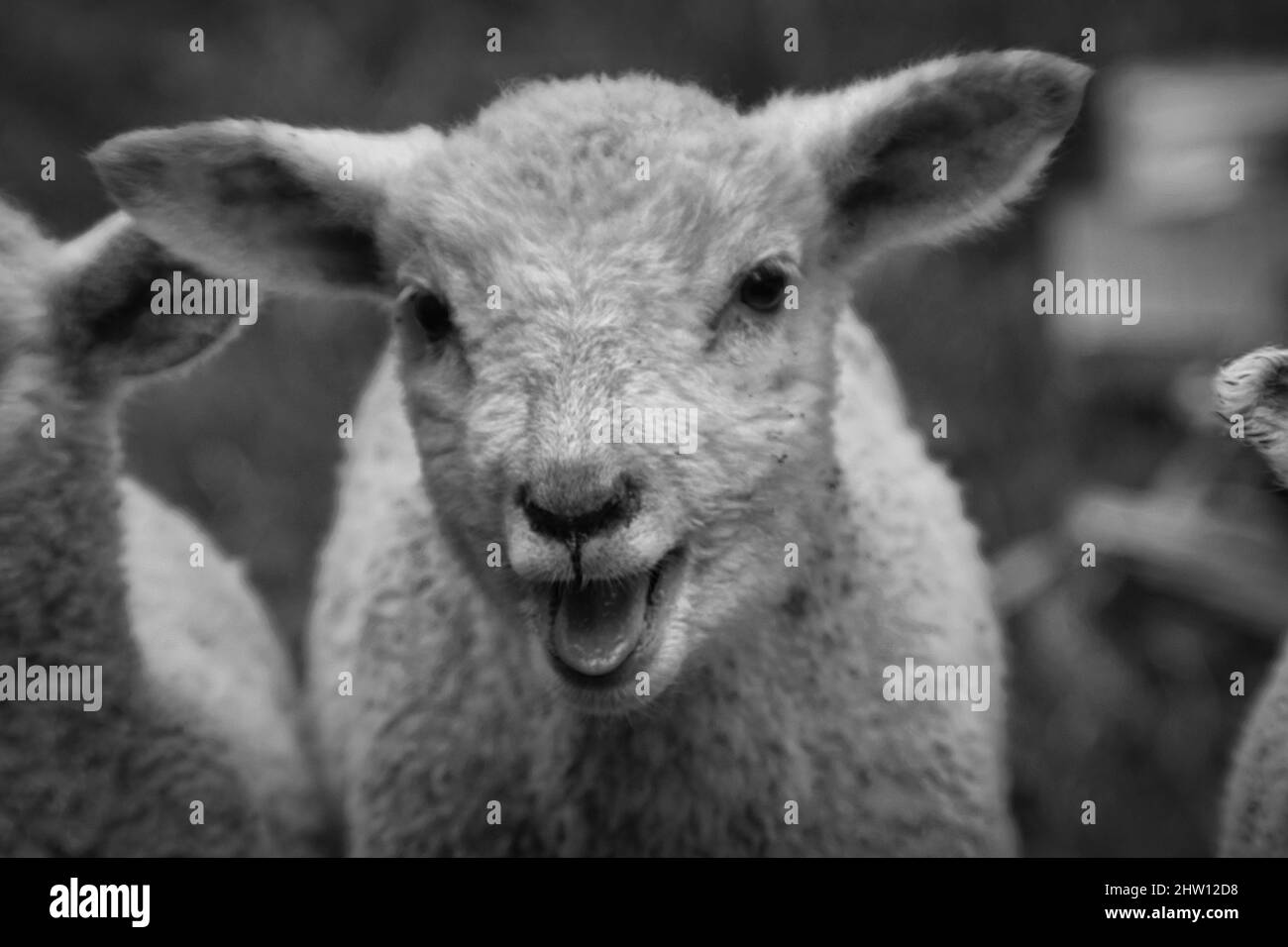 Lamb calling Stock Photo