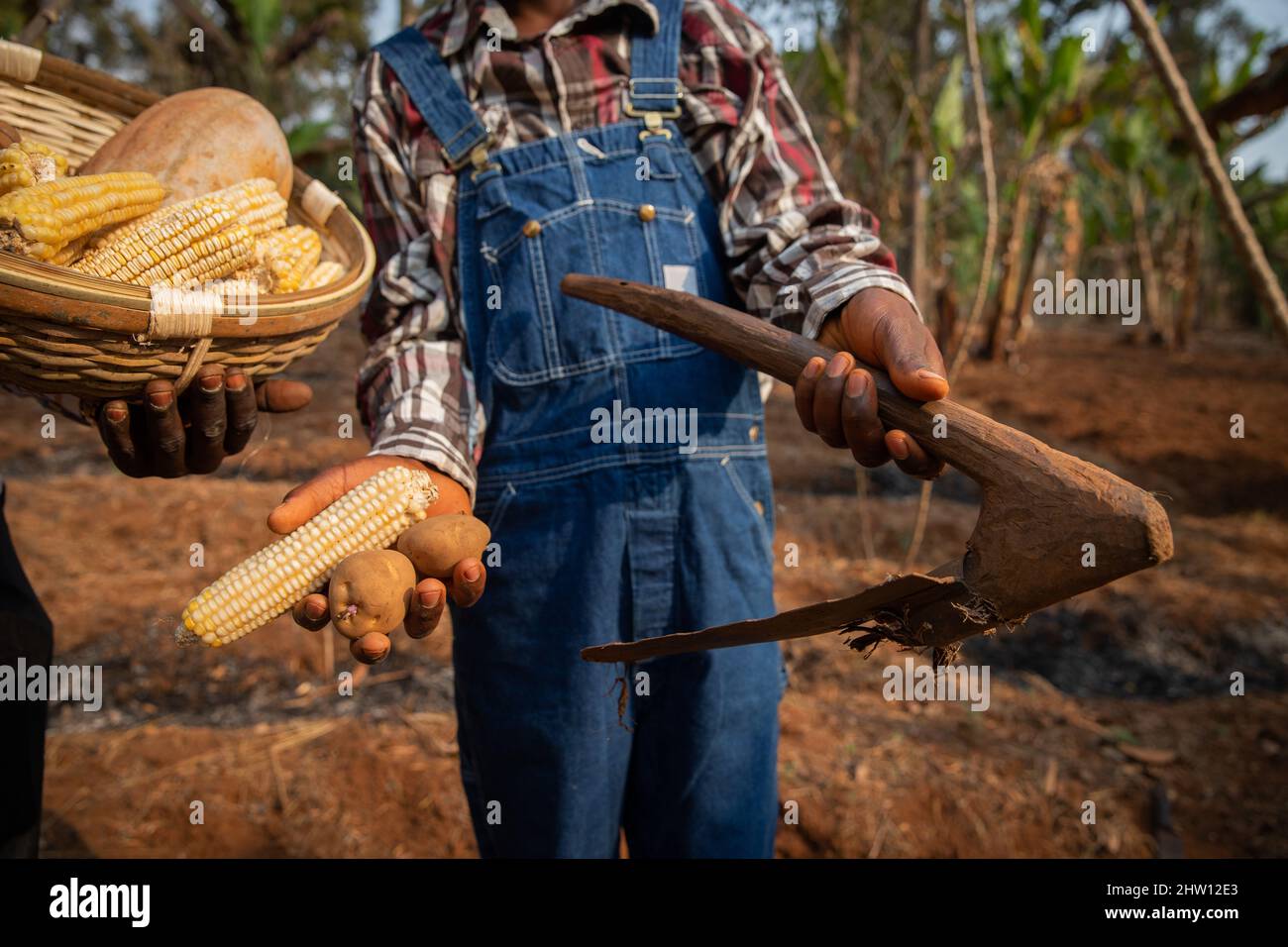 Close-up of the hands of two farmers holding a basket with the harvest, potatoes, a pumpkin, corn and a hoe, focus on the hoe Stock Photo