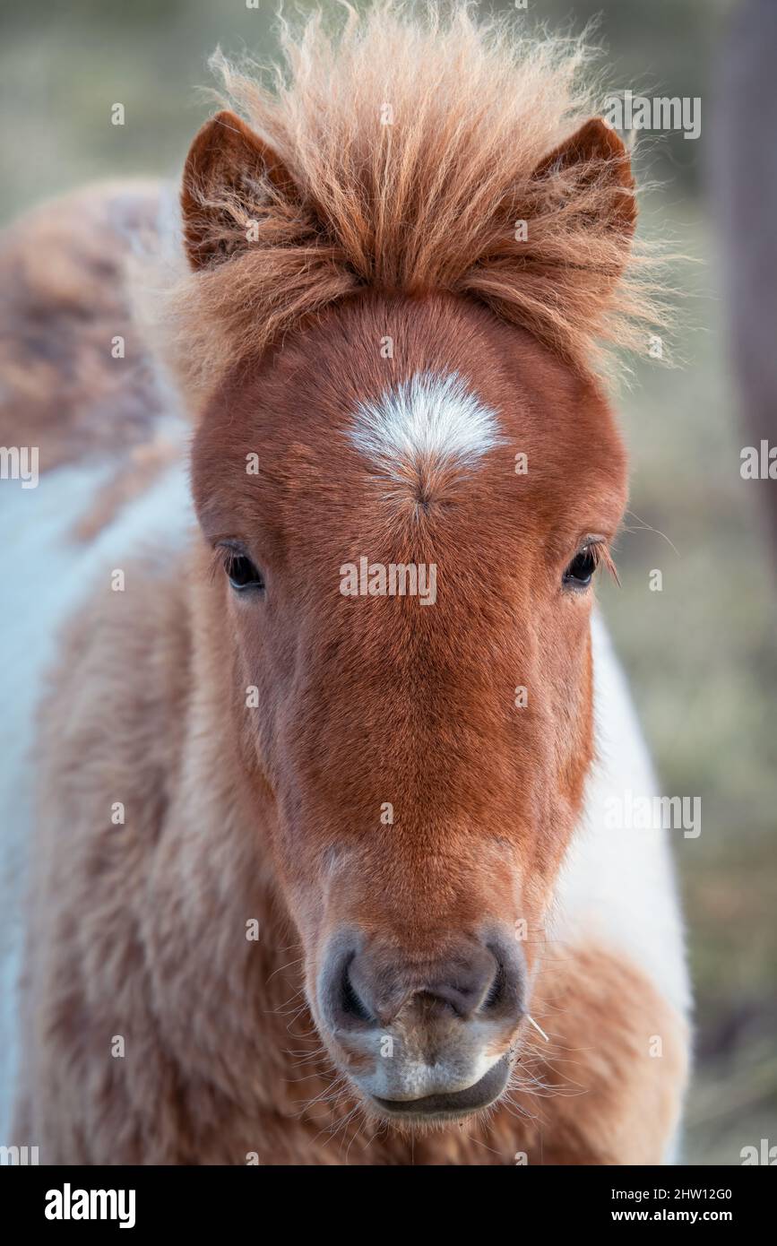 Front view of young Icelandic native horse Stock Photo