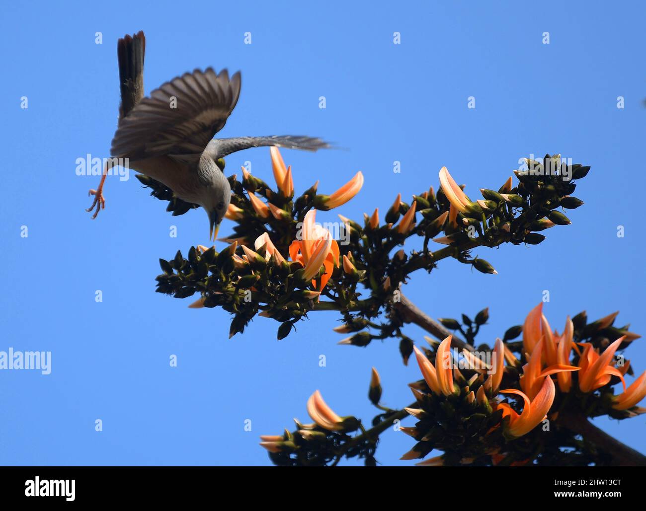 (220303) -- AGARTALA, March 3, 2022 (Xinhua) -- A bird collects nectar from flowers on the outskirts of Agartala, the capital city of India's northeastern state of Tripura, March 3, 2022. The World Wildlife Day is observed on March 3 every year to raise the awareness on the world's wild animals and plants. (Str/Xinhua) Stock Photo