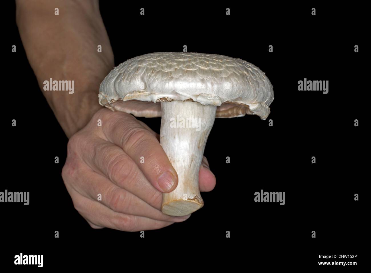 Big white mushroom Stock Photo - Alamy