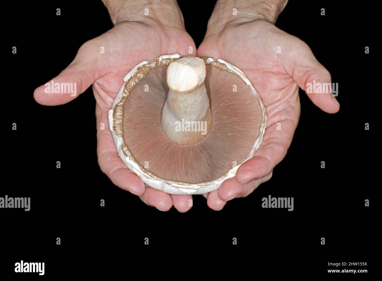 Big white mushroom Stock Photo - Alamy