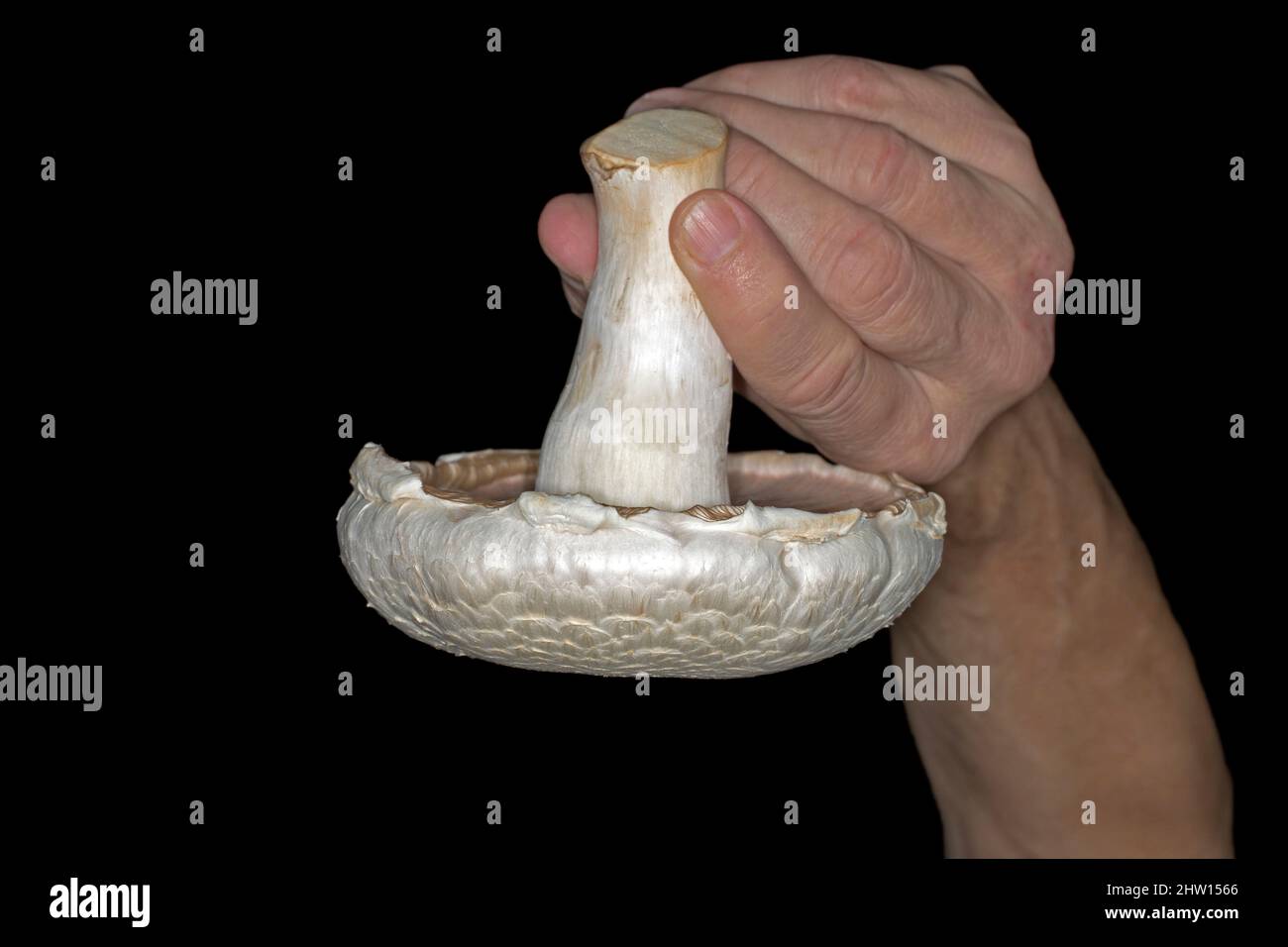 Big white mushroom Stock Photo - Alamy