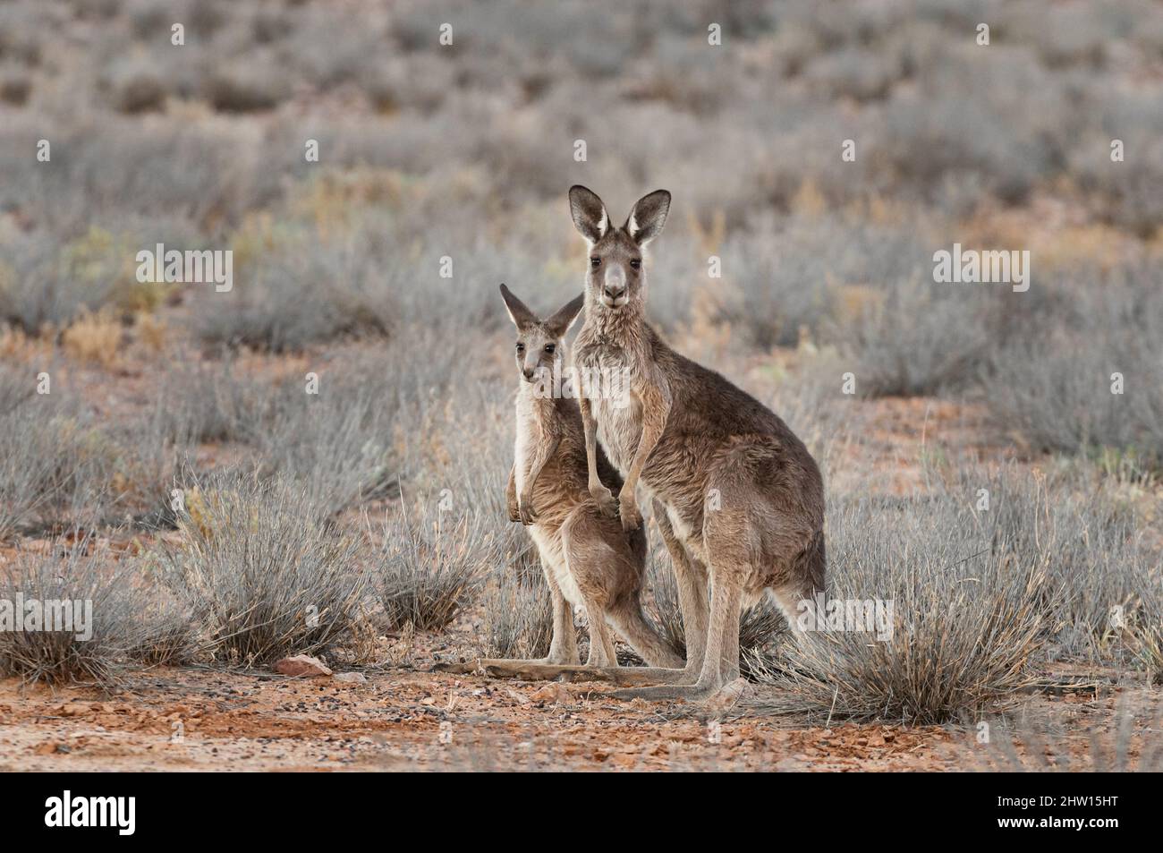 Eastern Grey Kangaroo mum with its Joey in Australia's Outback. Stock Photo