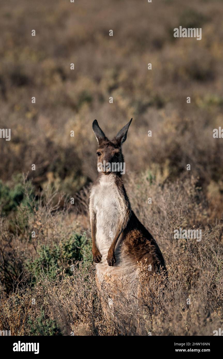 Western Grey Kangaroo sitting in a typical outback scenery. Stock Photo