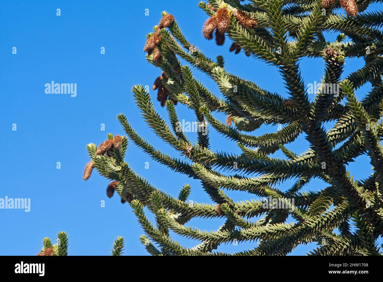 Monkey Tree, Araucaria Araucana Stock Photo - Alamy