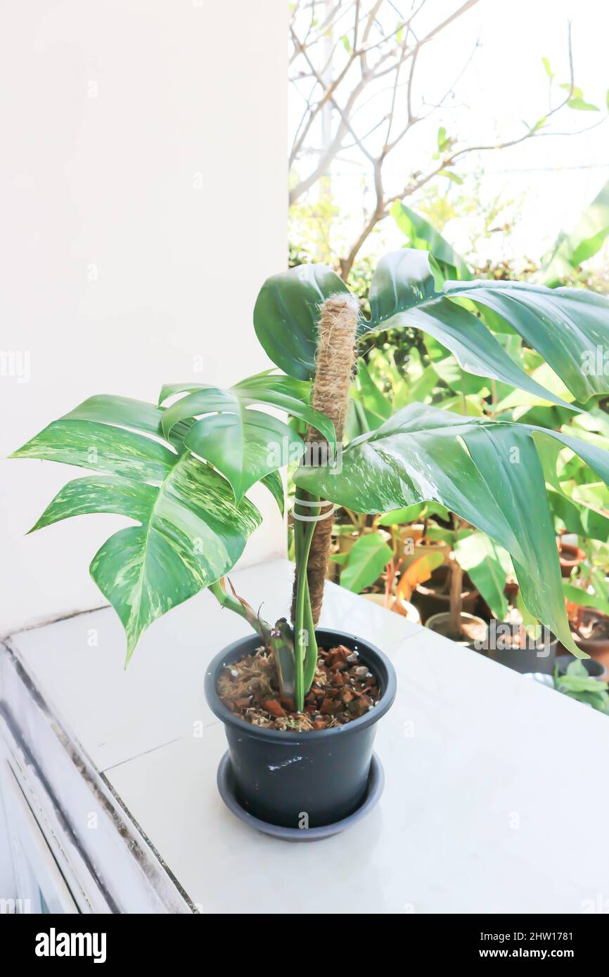 Epipremnum,Epipremnum Pinnatum Variegata or Epipremnum pinnatum variegated  albo Stock Photo - Alamy