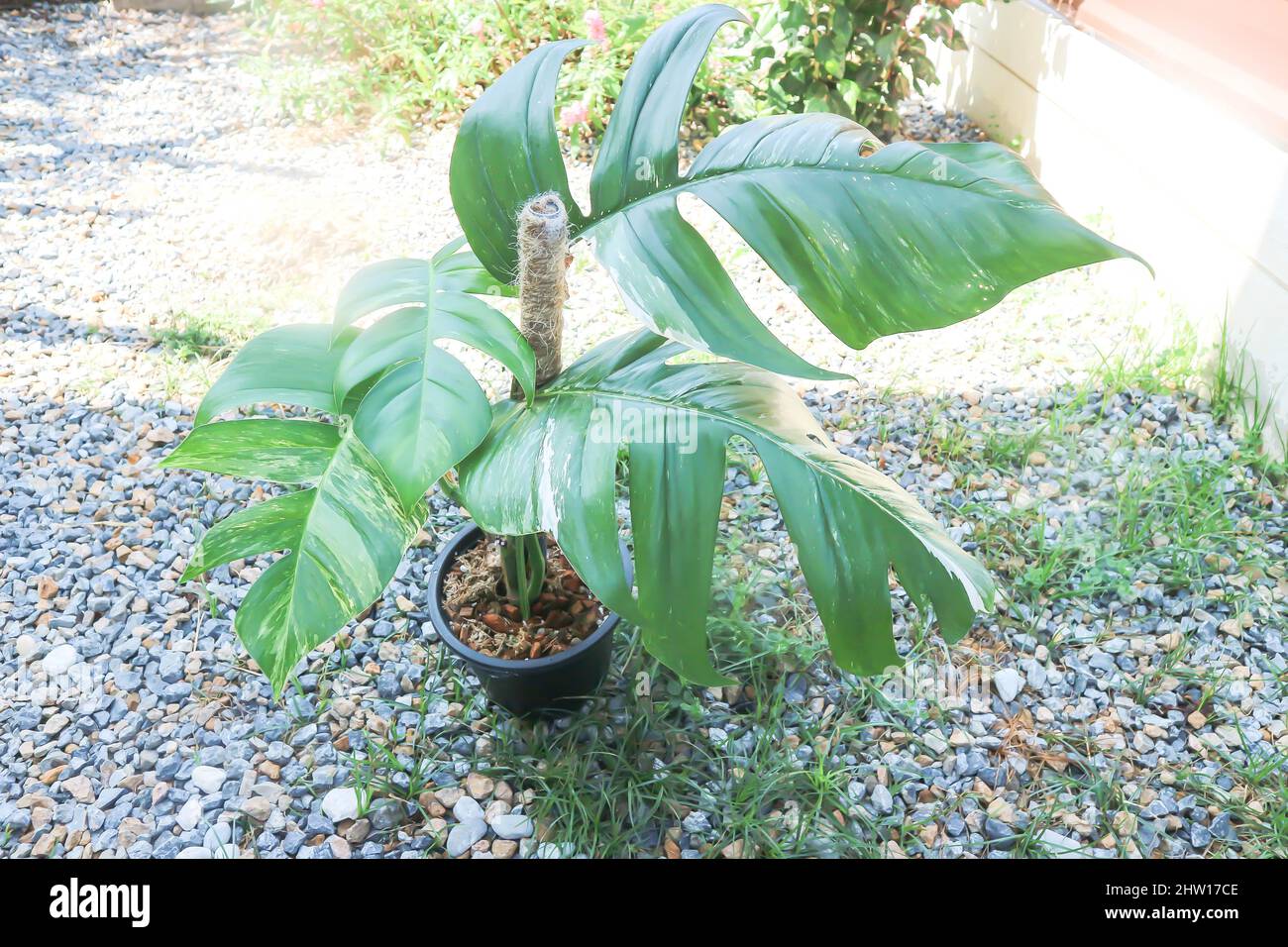 Epipremnum ‘Albo-Variegata’ (Epipremnum pinnatum ‘Albo-Variegata’)
