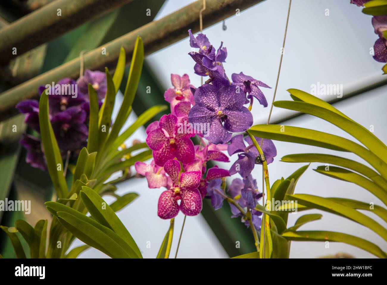 A bright varietal orchid is tied on a string to the crossbars Stock ...