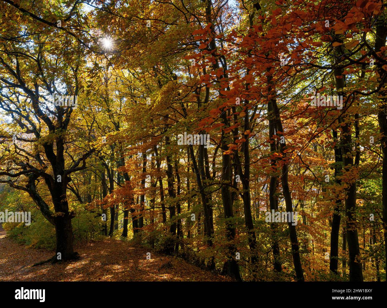 Autumn in the forest of the Koeszeg mountains (Koeszegi Hegyseg) near Velem in the naturepark Geschriebenstein-Irottkoe. Europe, Eastern Europe, Hunga Stock Photo