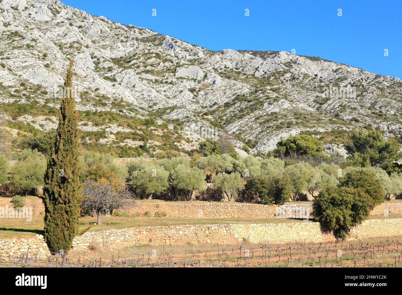 France, Bouches du Rhone, Grand Site Concors Sainte Victoire, Puyloubier, Saint Ser wine estate, vineyard and cypresses with the Sainte Victoire mountain in the background Stock Photo